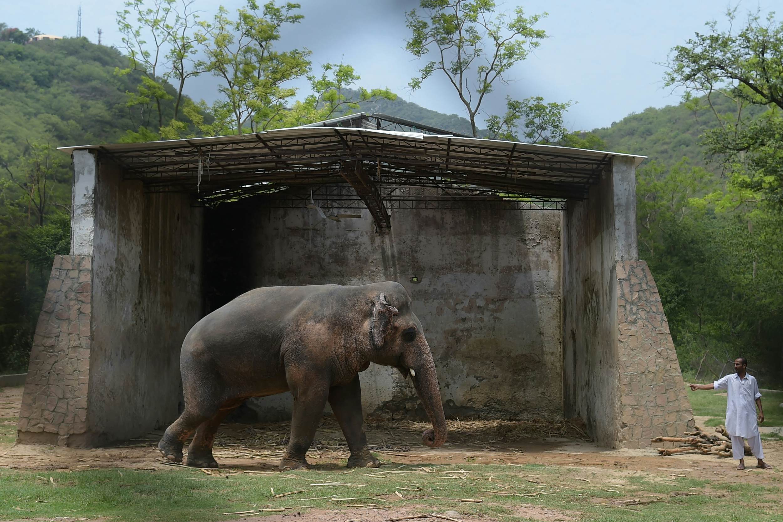 The World S Loneliest Elephant Has Found A New Home With Cher S Help   Kaavan Elephant 